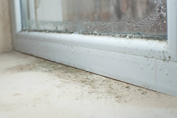 Why You Should Choose Our Mold Remediation Services in Grand Point, LA